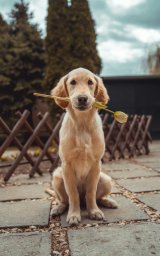 Cães
