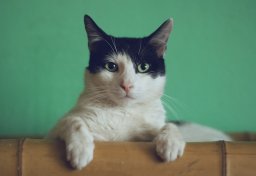 Ração Gatos Castrados 3kg